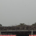 16_30-mast.jpg