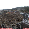 16_55-nest.jpg