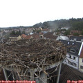 17_00-nest.jpg