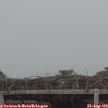 17_10-mast.jpg