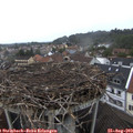 17_20-nest.jpg