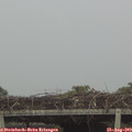 17_25-mast.jpg