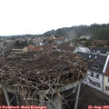 17_55-nest.jpg
