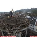 19_00-nest.jpg