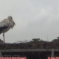 19_05-mast.jpg