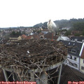 19_05-nest.jpg