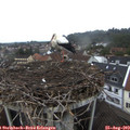 19_10-nest.jpg