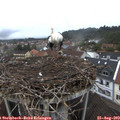 19_15-nest.jpg