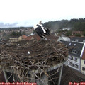 19_20-nest.jpg