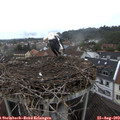 19_25-nest.jpg
