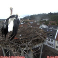 19_35-nest.jpg