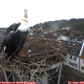 19_40-nest.jpg