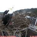 19_45-nest.jpg