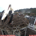 19_50-nest.jpg