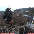 19_55-nest.jpg