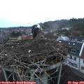 20_00-nest.jpg