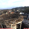 07_30-nest.jpg