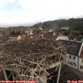 10_25-nest.jpg