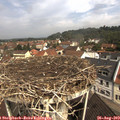 10_50-nest.jpg