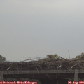 11_00-mast.jpg