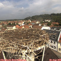 11_00-nest.jpg