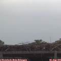 11_05-mast.jpg
