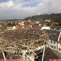 11_05-nest.jpg