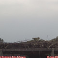 11_10-mast.jpg