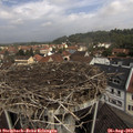 11_10-nest.jpg