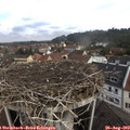 11_15-nest.jpg