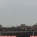 11_20-mast.jpg
