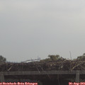 11_25-mast.jpg