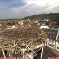 11_25-nest.jpg