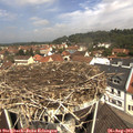 11_35-nest.jpg