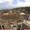 11_40-nest.jpg