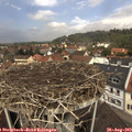 11_50-nest.jpg