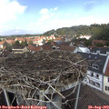 12_35-nest.jpg