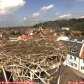 12_40-nest.jpg