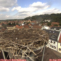 12_50-nest.jpg