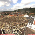 12_55-nest.jpg