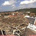13_00-nest.jpg