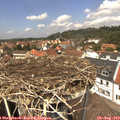 13_10-nest.jpg