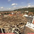 13_20-nest.jpg