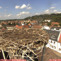 13_30-nest.jpg
