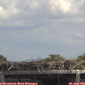 13_50-mast.jpg