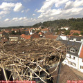 13_55-nest.jpg