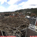 14_25-nest.jpg