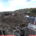 14_50-nest.jpg