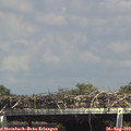 15_10-mast.jpg