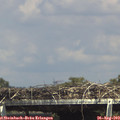 15_15-mast.jpg